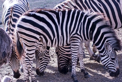 A zebra
